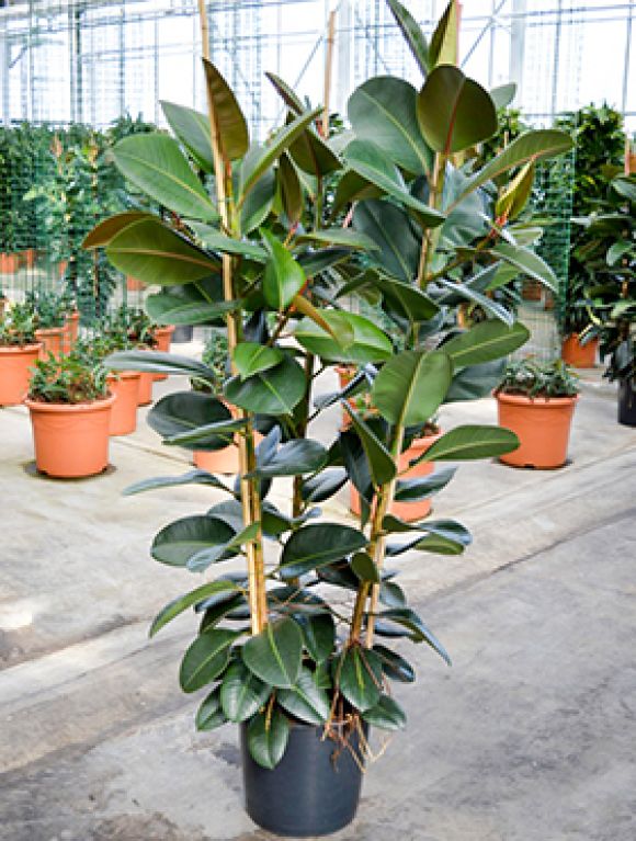 Ficus robusta