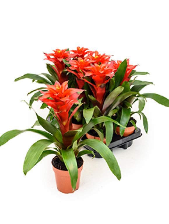 Guzmania optima 6/tray