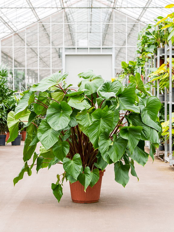 Anthurium Silver Blush