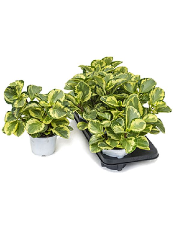 Peperomia obtusifolia golden gate 6/tray