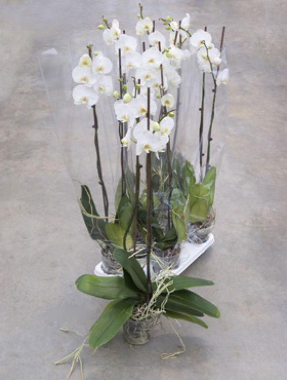 Phalaenopsis tsarine 4/tray