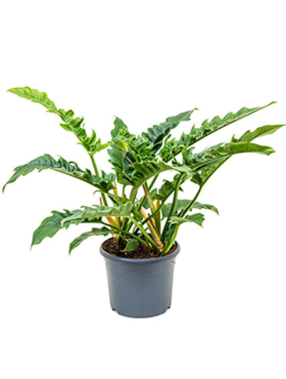Epipremnum Pinnatum Global Green