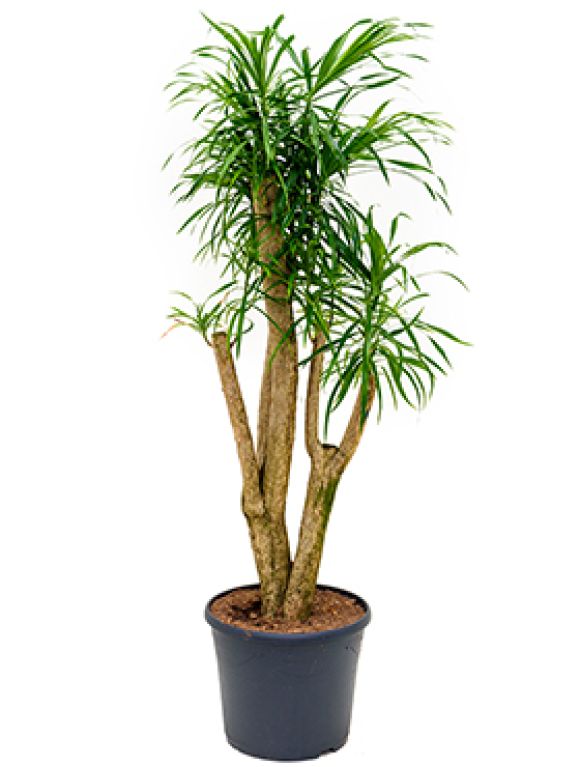 Scindapsus Treubii Dark plant