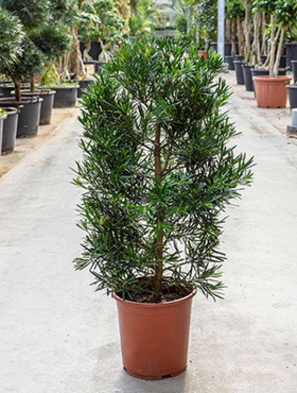 Podocarpus macrophyllus