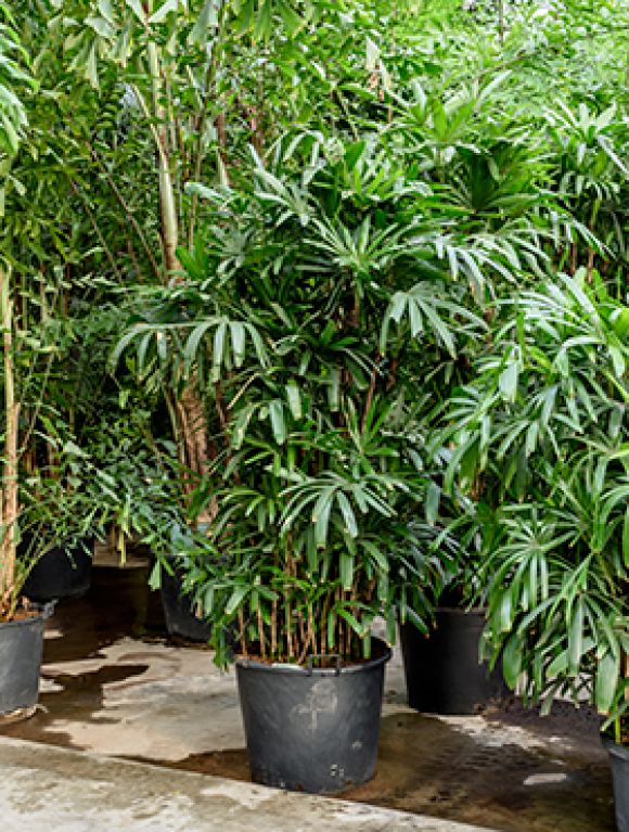 Rhapis excelsa