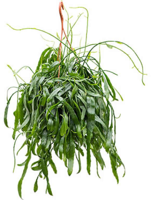 Rhipsalis ramaloris  Korallenkaktus