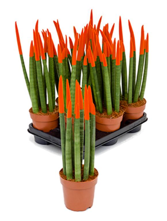 Sansevieria cy. sp. velvet touchz 8/tray