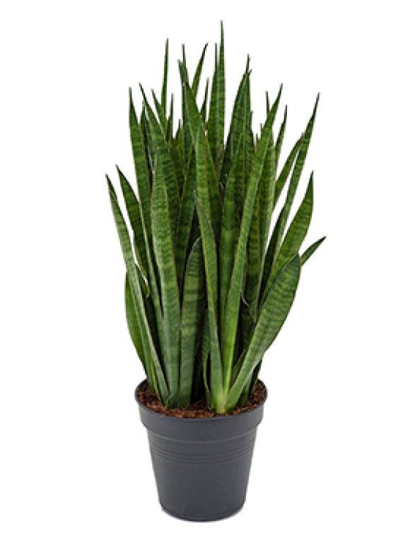 Sansevieria kirkii