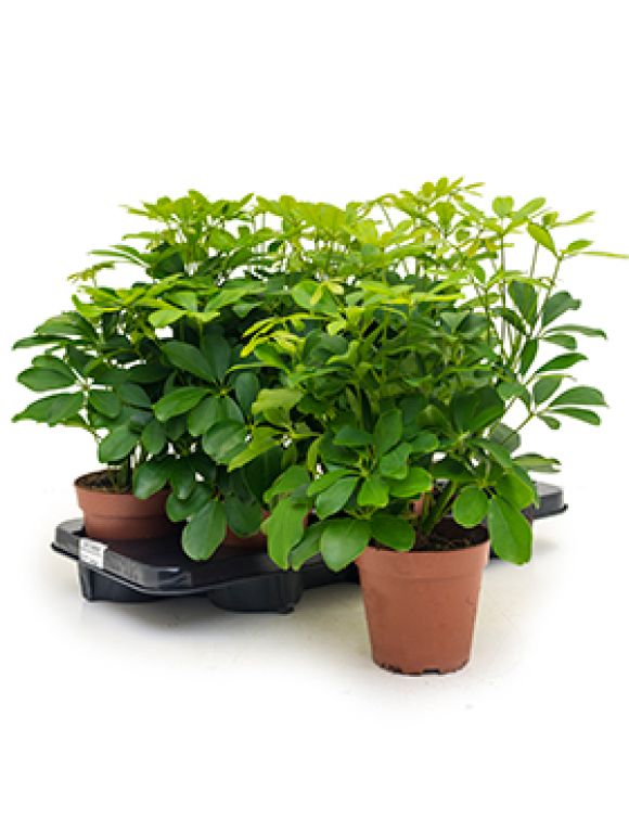 Schefflera arboricola nora 6/tray