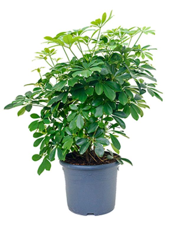 Schefflera arboricola