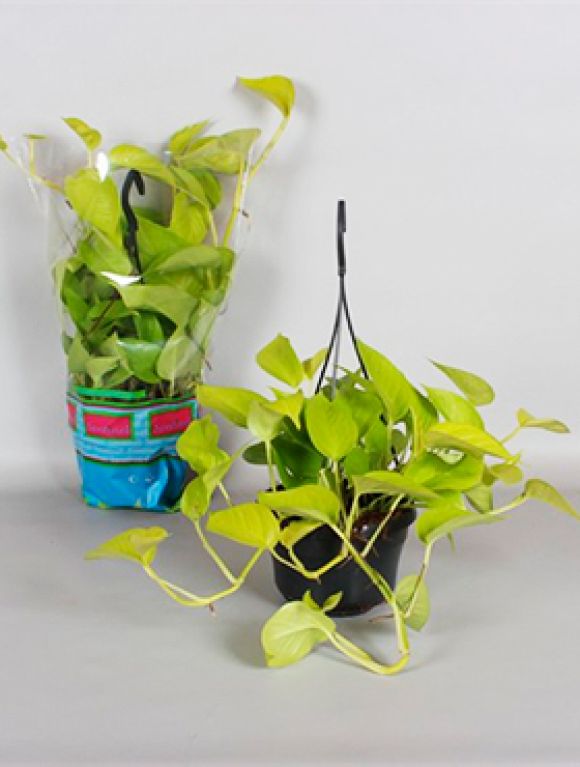 Scindapsus golden pothos 4/tray