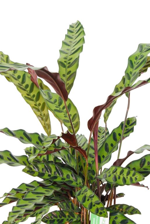 Calathea insignis