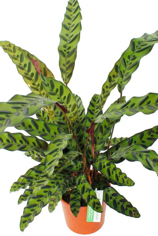 Calathea insignis