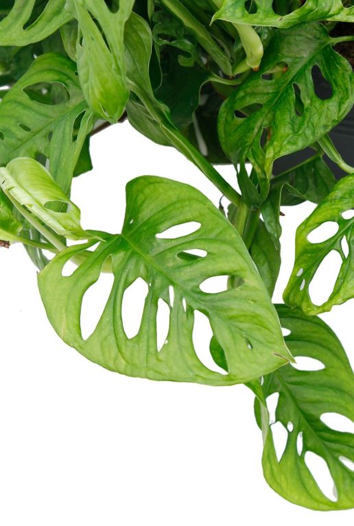 Monstera Siltepecana