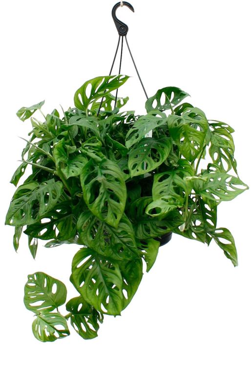 Epipremnum Pinnatum Global Green
