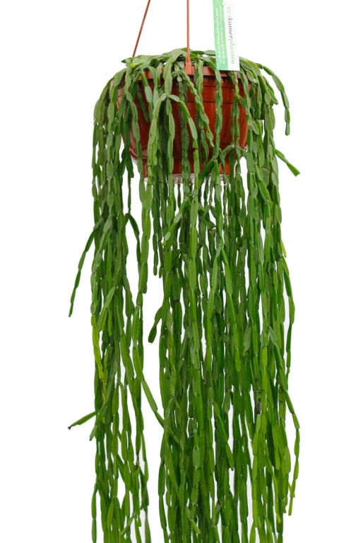 Rhipsalis paradoxa zimmerpflanze