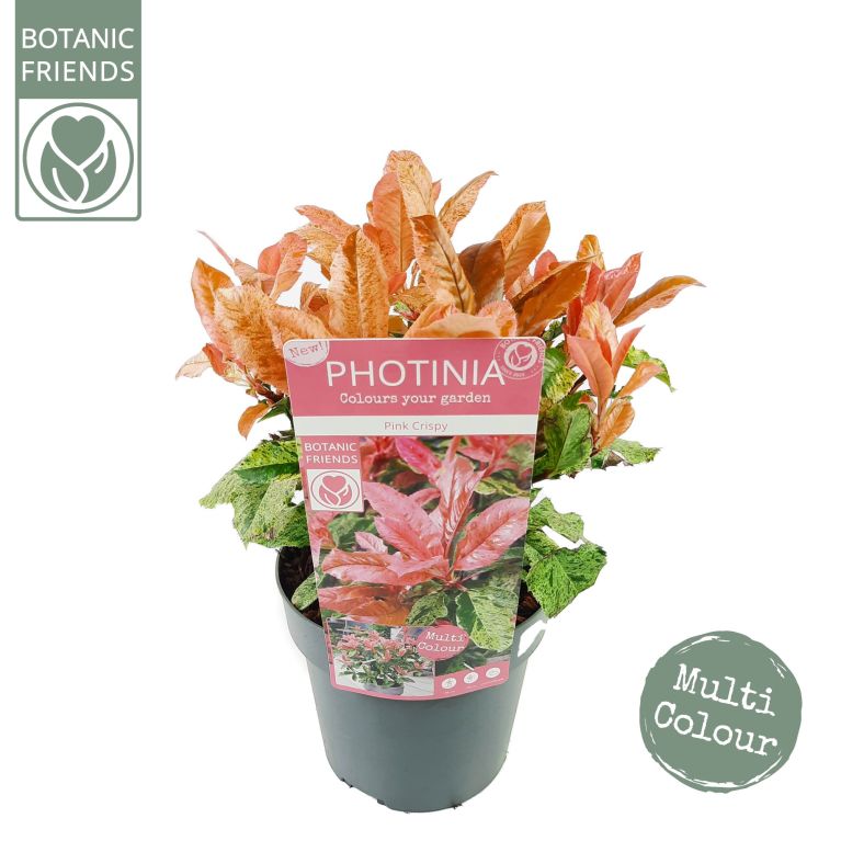 Syngonium Red Spot blad