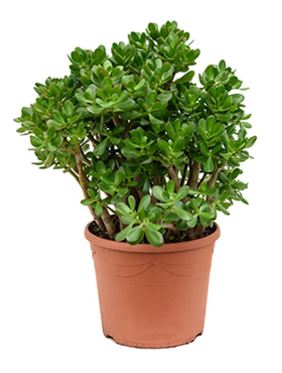 Crassula ovata