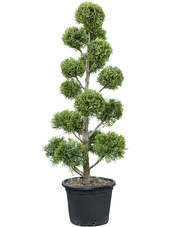Epipremnum Pinnatum Global Green blad