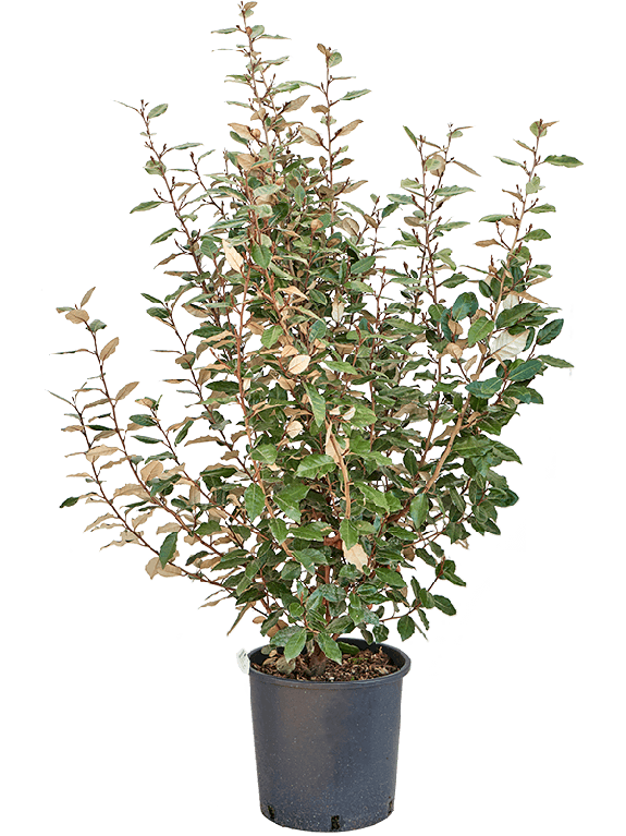 Hoya Serpens blad
