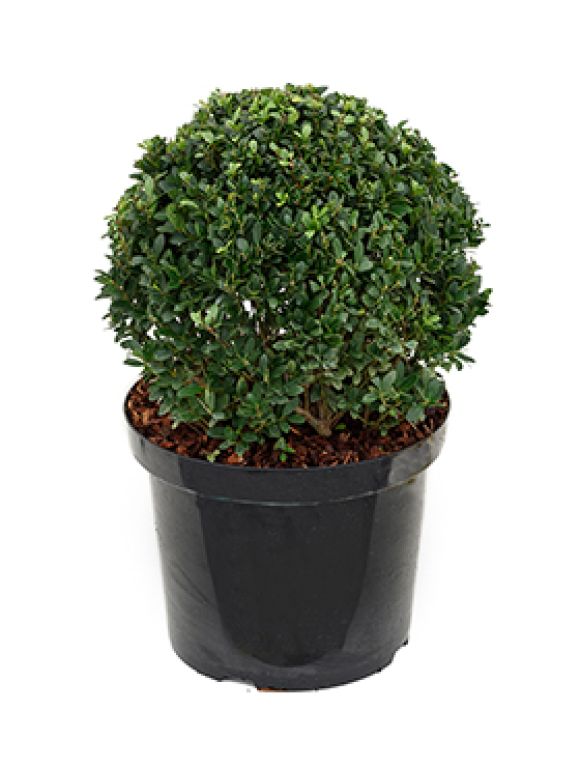 Ilex crenata dark green