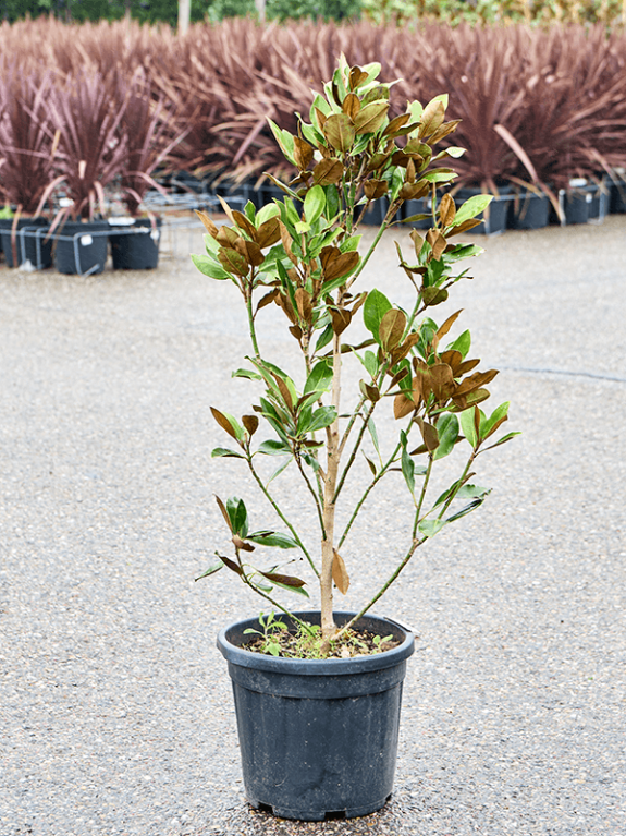 Syngonium Red Spot blad