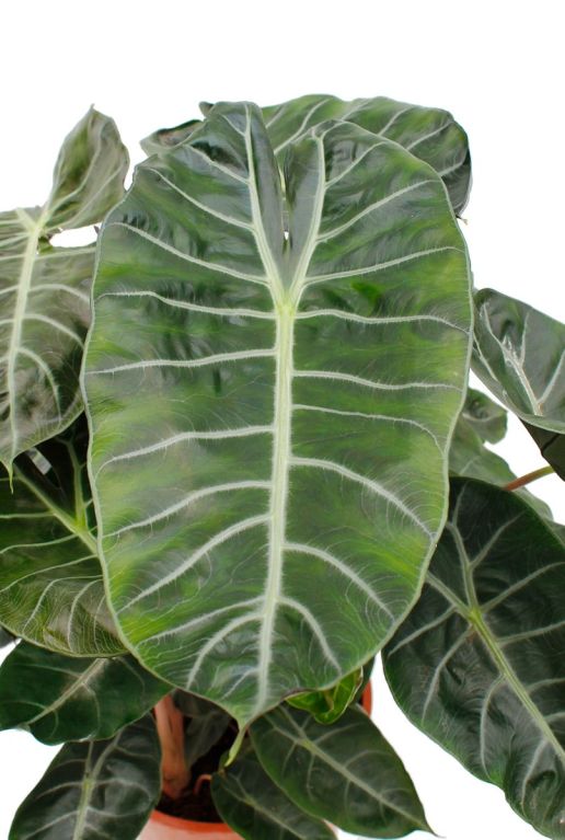 Monstera Siltepecana