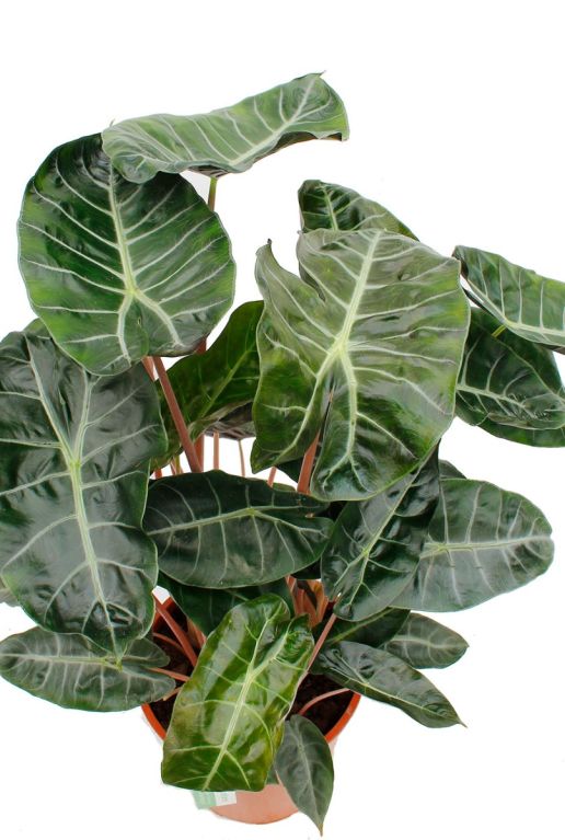 Alocasia Branchifolia Pink Passion blad