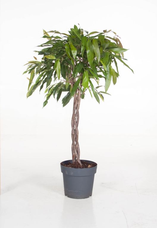 Ficus Amstel King