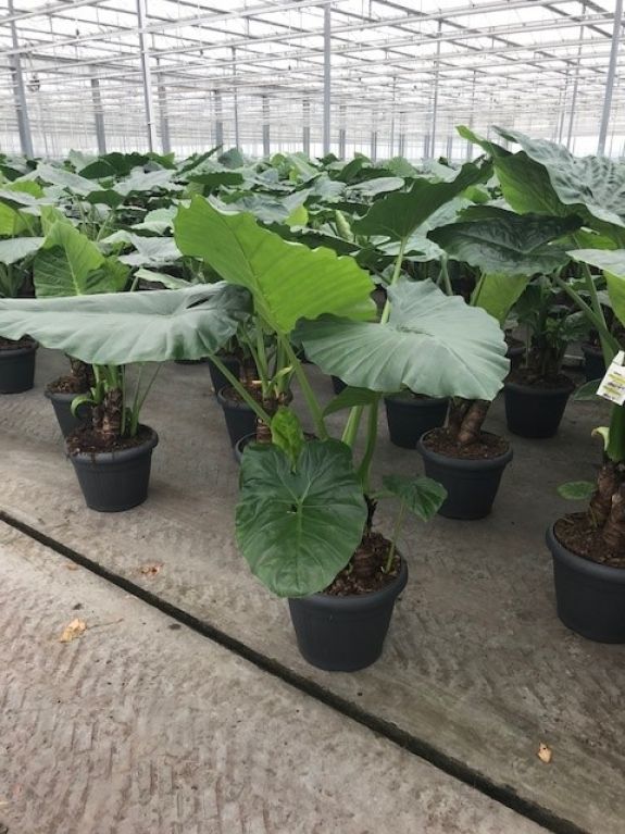 Epipremnum Pinnatum Global Green