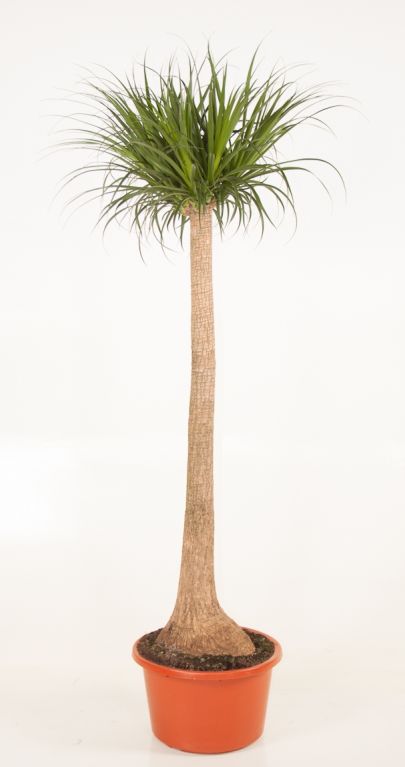 Beaucarnea Recurvata
