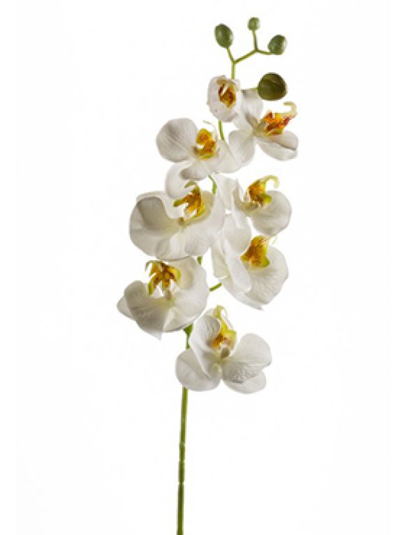 Phalaenopsis