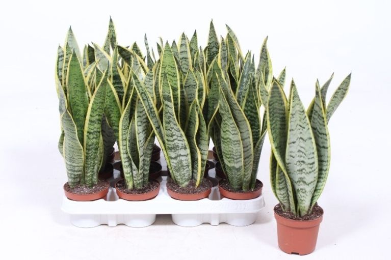 Sansevieria Laurentii