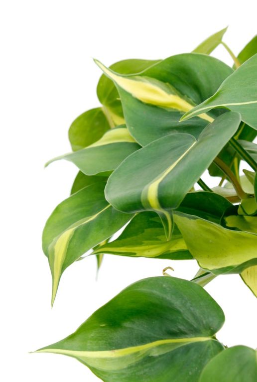 Philodendron Brasil