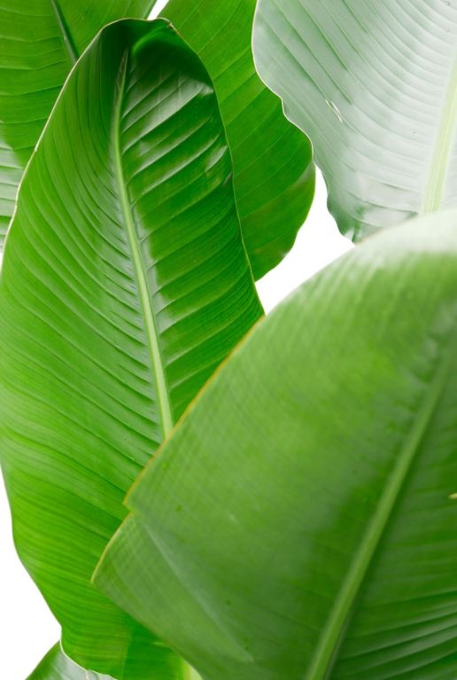 Monstera Siltepecana