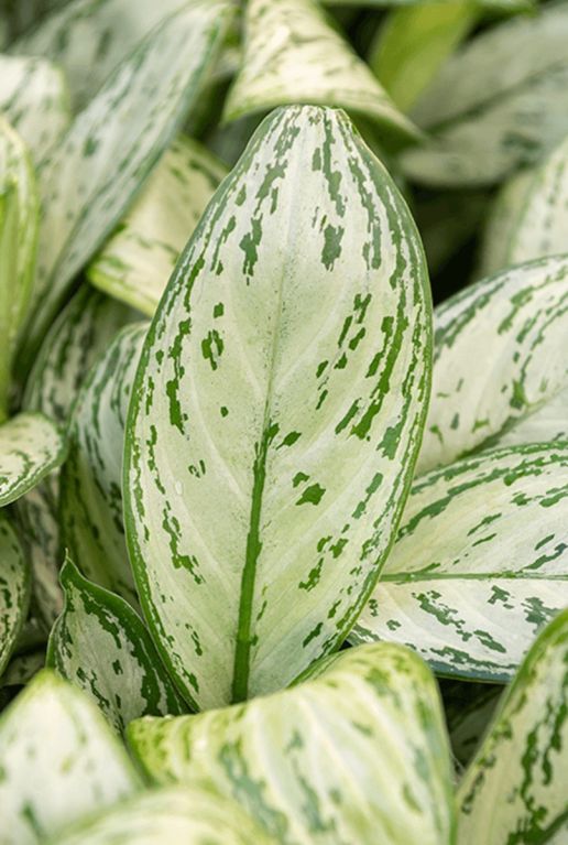 Aglaonema christina p;flanze buntes blatt