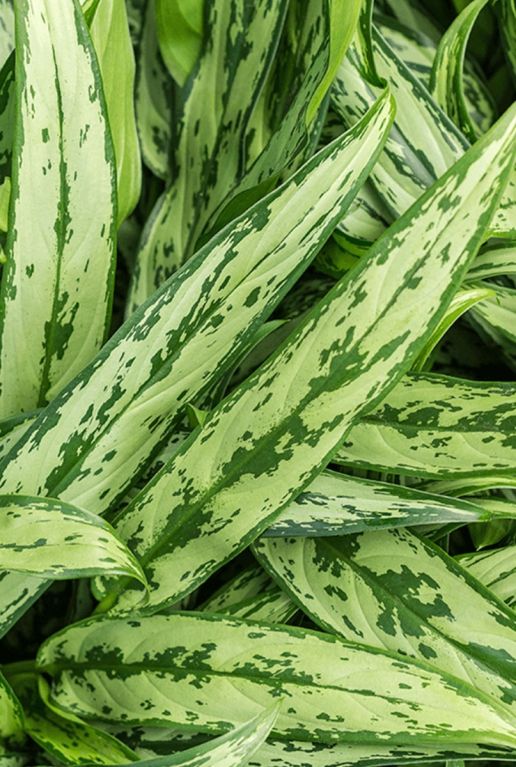 Aglaonema cutlass kamerplant