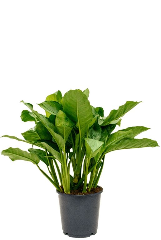 Aglaonema freedman kamerplant