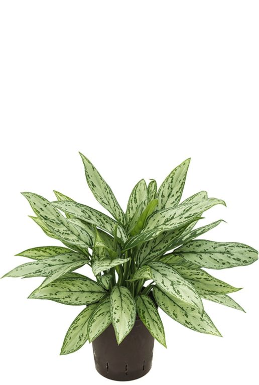 Aglaonema silver queen hydrokulturpflanze