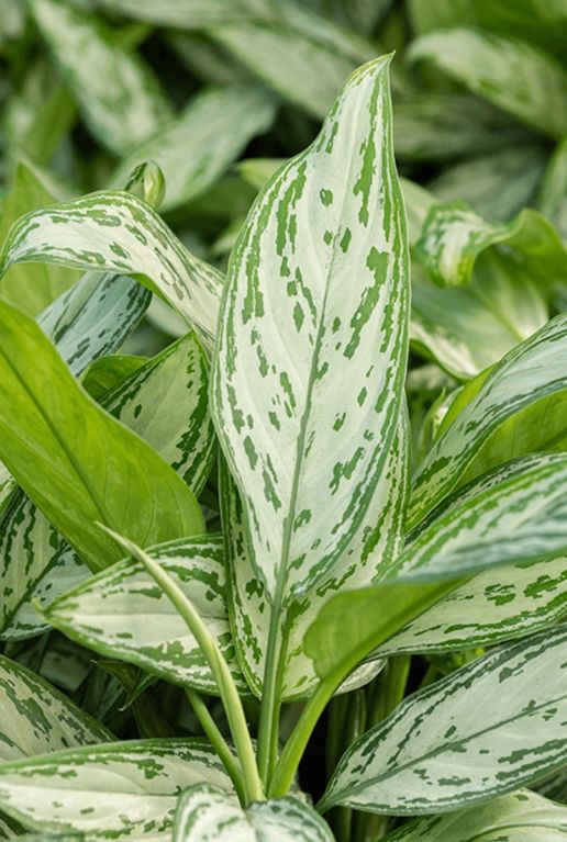 Aglaonema silver queen buntes blatt