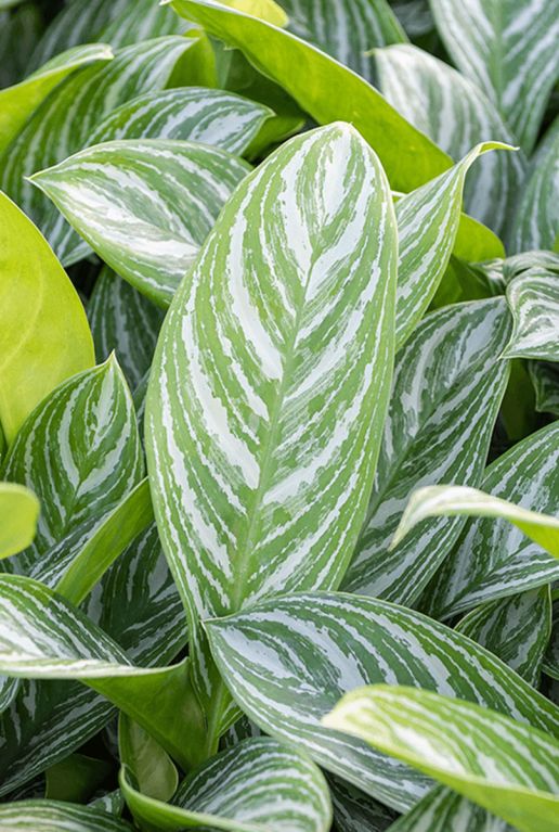 Alocasia Branchifolia Pink Passion blad