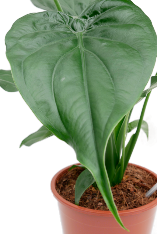 herzformig grosses blatt Alocasia Cucullata