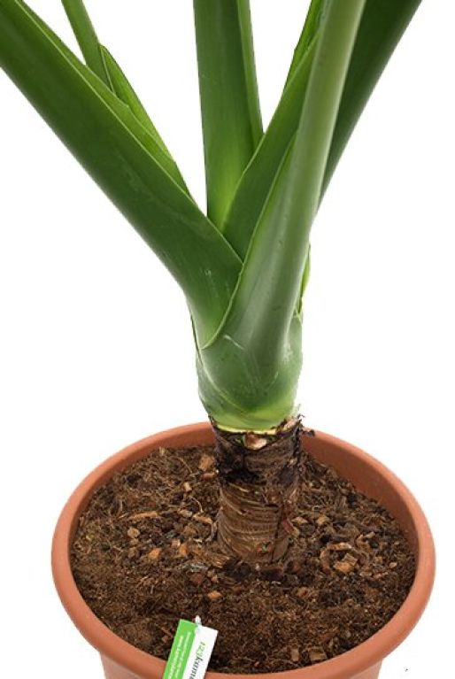 Monstera Siltepecana