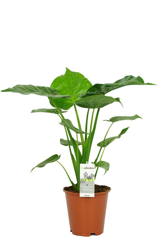 Alocasia cucullata Elefantenohr