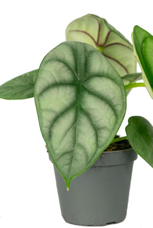 Alocasia pflanze