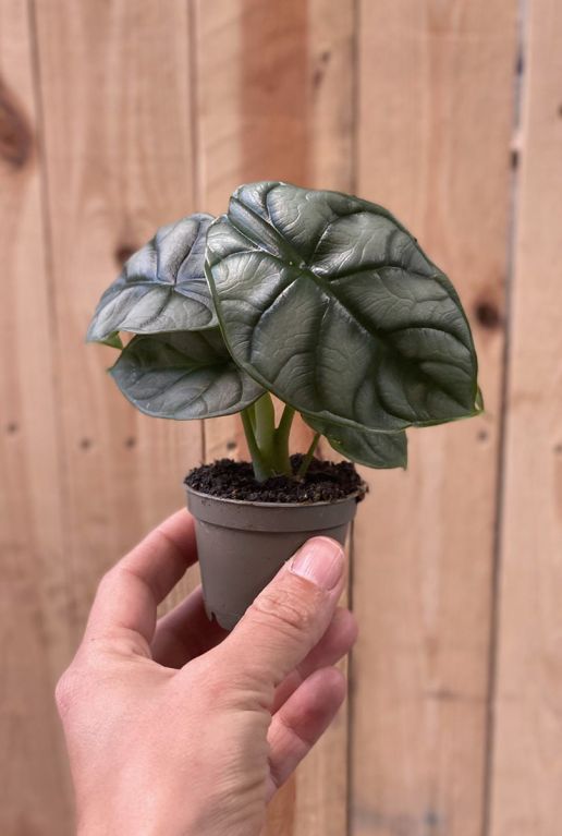 Alocasia plantje