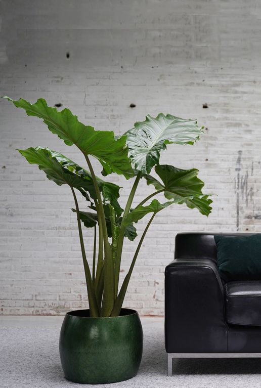Alocasia portadora pflanze