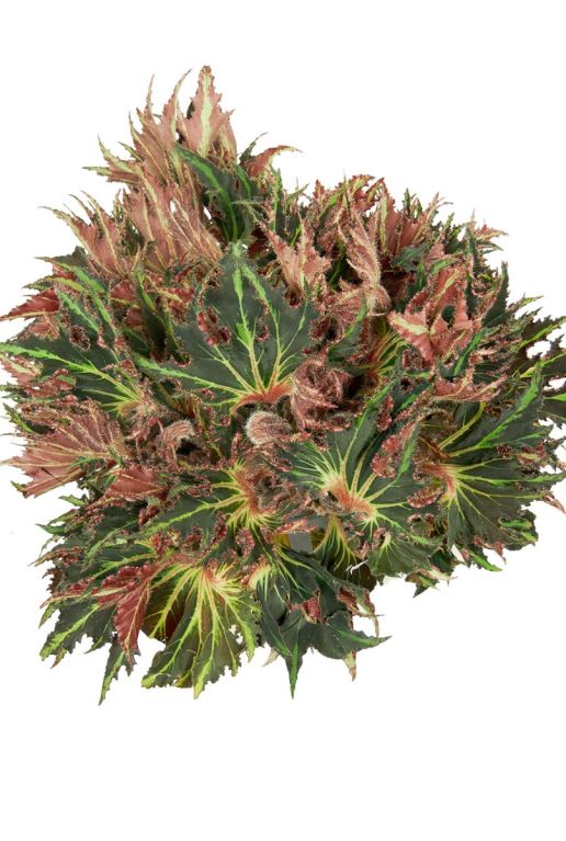 besondere begonia