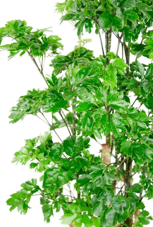 Aralia grüne pflanze auf stamm 