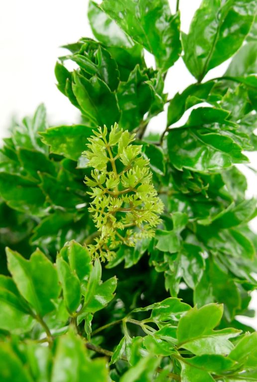 Aralia neues blatt